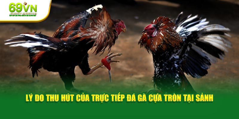 Lý do thu hút của trực tiếp đá gà cựa tròn tại sảnh